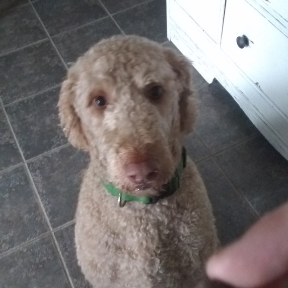 Meet your Posher, Jake - Picture 1 of 1